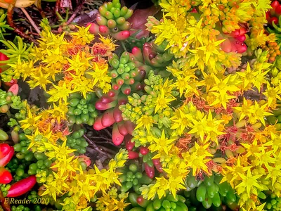 Завод желейных бобов №2 (Sedum rubrotinctum) | Уроженец Мексики… | Flickr картинки