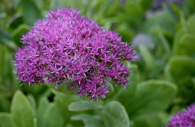 Фотопутеводитель по Sedum 'Autumn Joy' (Live Forever Plant) - Dengarden картинки