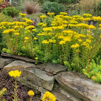 Sedum Rupestre Angelina, Sedum 'Rupestre Angelina' in GardenTags энциклопедия растений картинки