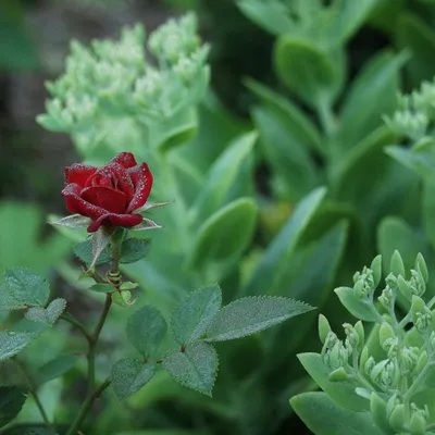 Фотопутеводитель по Sedum 'Autumn Joy' (Live Forever Plant) - Dengarden картинки