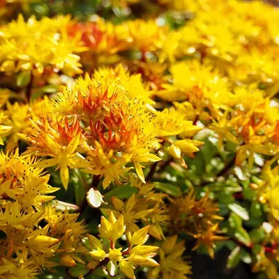 Amazon.com : Outsidepride Perennial Sedum Hybridum Heat & u0026 Засухоустойчивые, суккулентные почвопокровные растения очитка - 1000 семян: патио, газон и сад картинки