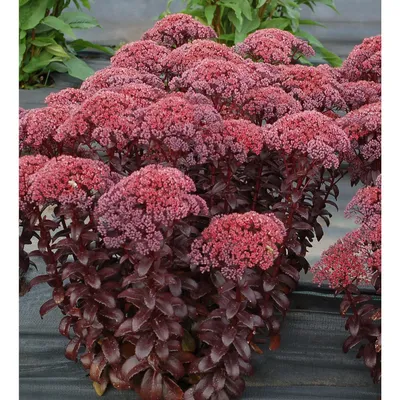 SEDUM - телефиум 'Dark Magic' / Очиток – Paramount Garden Center картинки