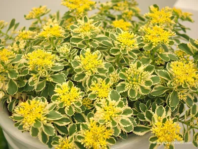 Sedum Takesimense 'Atlantis' - Тыква Бет картинки