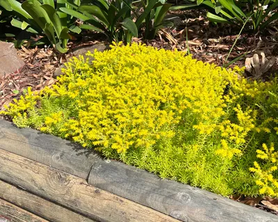 Sedum mexicanum 'Gold Mound' | СадыОнлайн картинки