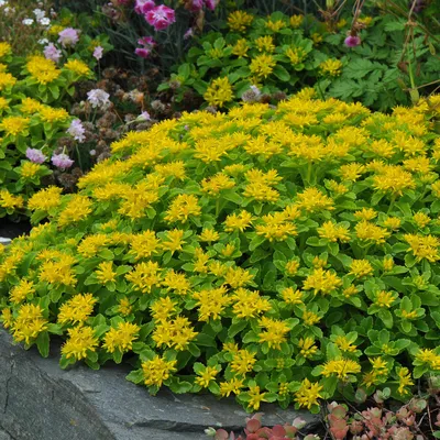 Outsidepride Perennial Sedum Kamtschaticum Heat & u0026 Засухоустойчивые, сочные, почвопокровные растения очитка - 500 семян картинки