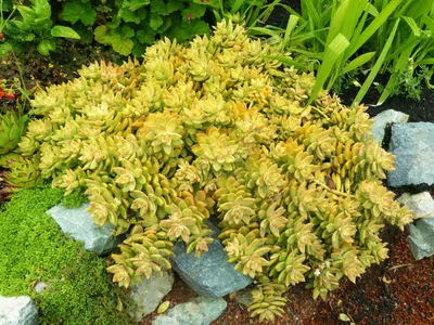 Sedum adolphi (Очиток золотой) - Мир суккулентов картинки