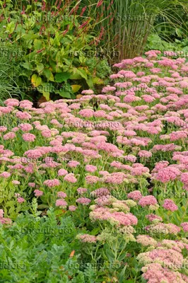 Image Orpine (Sedum telephium 'Herbstfreude' syn. Hylotelephium telephium 'Herbstfreude') - 488064 - Изображения растений и садов - botanikfoto картинки