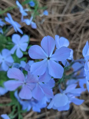 Phlox divaricata (Голубой флокс, Восточно-голубой флокс, Луизианский флокс, Борющийся флокс, Дикий сладкий Уильям, Лесной флокс, Древесный флокс) | Набор инструментов для садовых растений Северной Каролины картинки