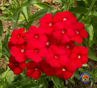 200 семян цветов Red Drummond Phlox Drummondii | eBay картинки