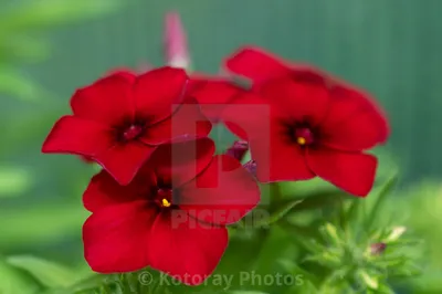 Phlox Flower Beauty, альбом Kotoray Photos - цифровые загрузки, репродукции в рамах \ холсты картинки