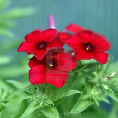 Phlox Flower Beauty, альбом Kotoray Photos - цифровые загрузки, репродукции в рамах \ холсты картинки