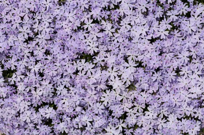 Текстура клумбы Phlox Subulata - PatternPictures картинки