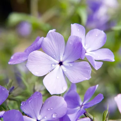 Phlox divaricata 'Blue Moon' #1 (Флокс лесной) - Питомник Scioto Gardens картинки