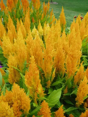 Celosia Fresh Look желтый | Всеамериканские выборы картинки