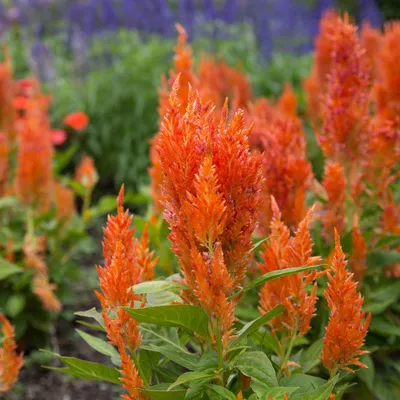 Amazon.com : Outsidepride Celosia Orange Plume Plant or Wool Flower Gardening Seeds - 500 Seeds : Цветущие растения : Патио, газон и сад картинки