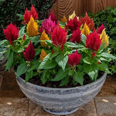 Кимоно Mix Celosia Seeds | Парк Сид картинки