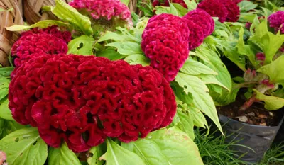 Celosia Cristata: Знайте, как выращивать, поддерживать и получать преимущества картинки