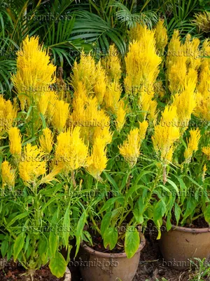 Петушиный гребешок (Celosia argentea var. plumosa) - 434241 - Изображения растений и садов - botanikfoto картинки