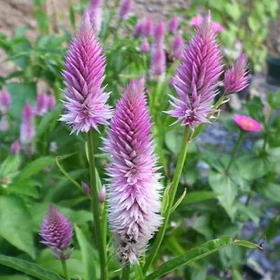 Amazon.com : Outsidepride Celosia Spicata Flamingo Семена срезанных цветов из соломы пшеницы - 1000 семян : Цветущие растения : Патио, газон и сад картинки