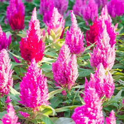 Семена цветов Plume - Celosia Plumosa Nana Glitters Pink Seed картинки