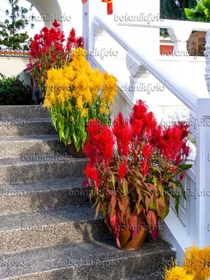 Image Петушиный гребешок (Celosia argentea var. plumosa), Китайский сад, Сингапур - 434094 - Изображения растений и садов - botanikfoto картинки