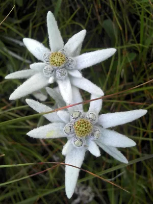 Цветок Эдельвейс Коллекция обоев HD Цветок | Orquídeas, Flores maravilhosas, Paisagem flores картинки