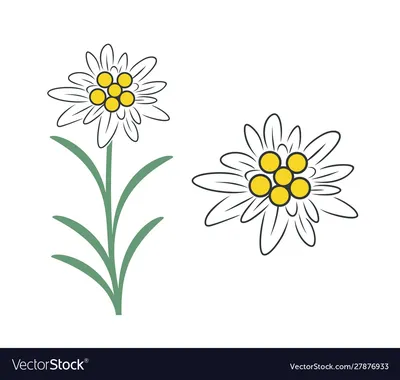 Цветок эдельвейса роялти бесплатно векторное изображение - VectorStock картинки