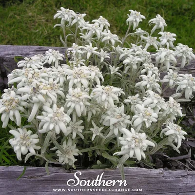 Эдельвейс (Leontopodium Alpinum) - 100 семян - Южная биржа семян картинки