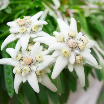 Edelweiss Flower Seeds многолетняя семейная реликвия: Lion's Foot - Etsy Canada картинки