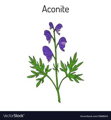 Цветущее растение Aconitum napellus Aconitum Векторное изображение картинки