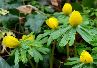 Как определить зимний аконит (Eranthis hyemalis) картинки