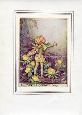 Зимняя цветочная фея аконита Винтажный принт 1950-х Cicely Barker Garden – The Old Map Shop картинки