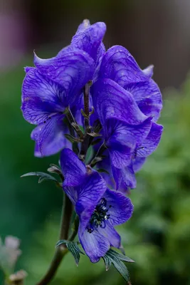 Как вырастить Azure Monkshood | Путь садовника картинки