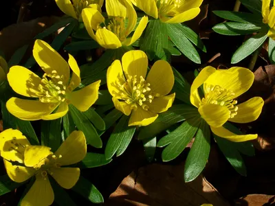 Файл:Зимний аконит (Eranthis hyemalis).jpg — Wikimedia Commons картинки