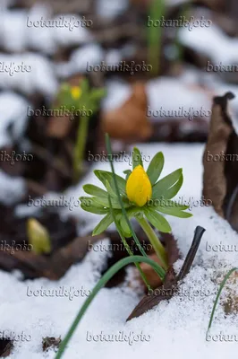 Аконит зимний (Eranthis hyemalis) - 516020 - Изображения растений и садов - botanikfoto картинки