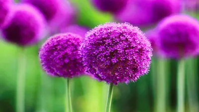 Allium Flowers Обои - Обои Пещера картинки