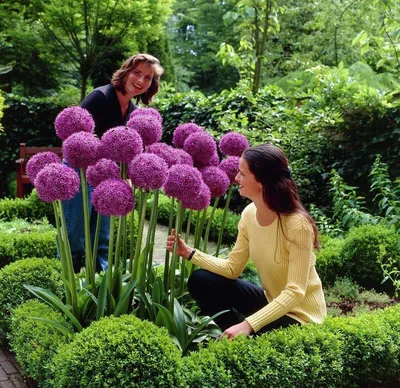 100 Purple Giant Allium Giganteum Красивые семена цветов Садовое растение Уровень бутонизации 95% Редкий цветок для ребенка: Amazon.ca: Патио, газон и сад картинки