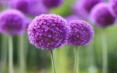 Allium Flowers Обои - Обои Пещера картинки