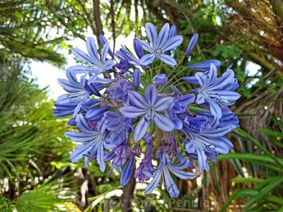 Blue Allium Flower Head Close Up — Лицензия, загрузка или печать за £10.00 | Фотографии | Пикфер картинки