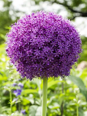 Луковицы лука Allium 'Ambassador' | Купить онлайн на DutchGrown™ | Специалист по США картинки