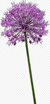 Цветочный фон, PNG, 800x1708px, Расторопша пятнистая, Agapanthus, Allium, Amaryllidaceae, Семейство амариллисовых скачать бесплатно картинки