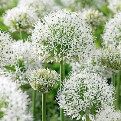 Allium stipitatum Белый гигант | Ферма белых цветов картинки