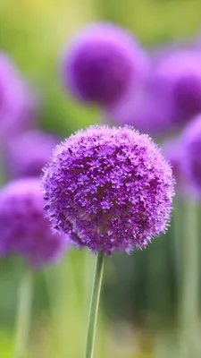 Allium Flowers - UHD обои ...#0406 картинки