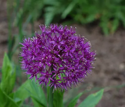 Файл:Цветущий лук Allium aflatunense 'Purple Sensation' Flower 2319px.jpg — Wikimedia Commons картинки