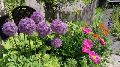 Выращивание Alliums: декоративный лук | Almanac.com картинки