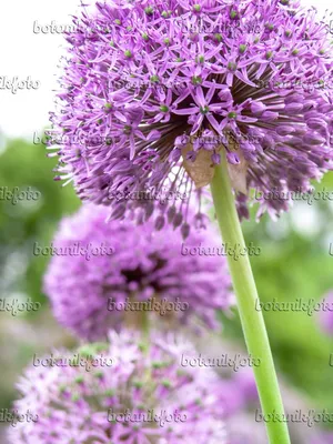 Изображение Гигантский лук (Allium Gladiator) - 437405 - Изображения растений и садов - botanikfoto картинки