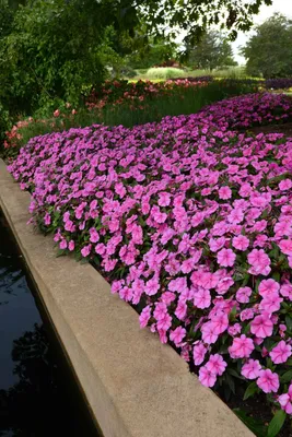 Impatiens Bounce™ Pink Flame PPAF 'Balboufink' | Всеамериканские выборы картинки