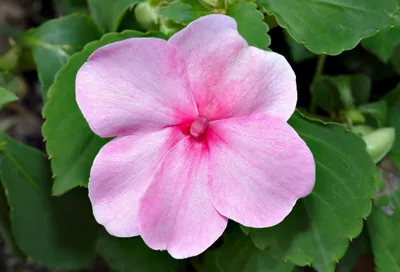 BUSY LIZZIE PINK - BABY SERIES - 160 семян - Impatiens walleriana TOP FLOWERING | eBay картинки