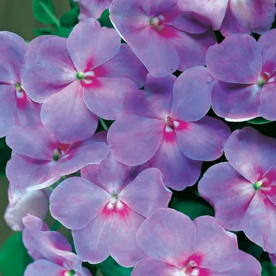 Семена цветов Accent Lavender Blue Hybrid Impatiens [WS-22339] - $2.00 : Weseeds.com картинки