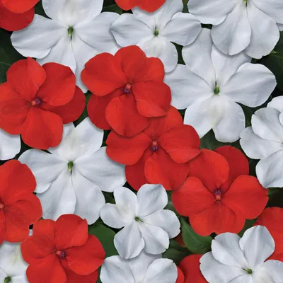 Outsidepride Impatiens Plant Red White Shade Садовые цветочные растения для горшков, подвесных корзин, контейнеров, оконных ящиков - 100 семян картинки